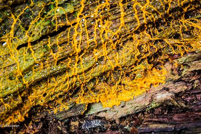 Groot langdraadwatje - Hemitrichia calyculata.JPG
