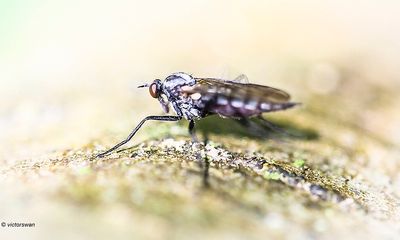 Rhamphomyia spec.JPG
