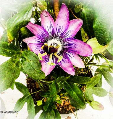 Passiflora.JPG