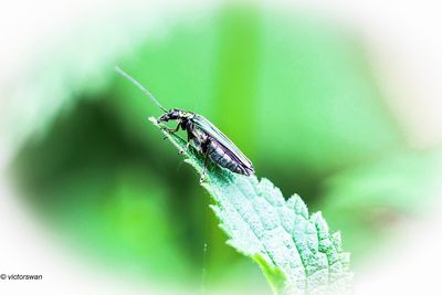 Fraaie schijnboktor - Oedemera nobilis .JPG