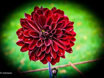 Dahlia-Manoa.JPG