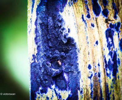 Blauwe korstzwam - Terana caerulea.JPG