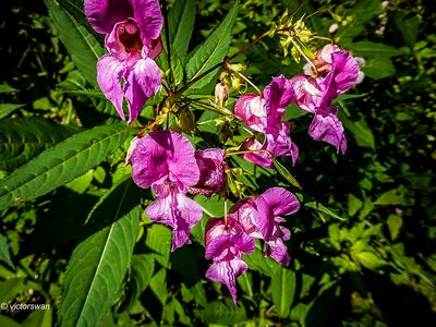 Reuzenbalsemien - Impatiens glandulifera.JPG