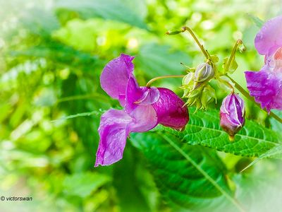 Reuzenbalsemien - Impatiens glandulifera.JPG