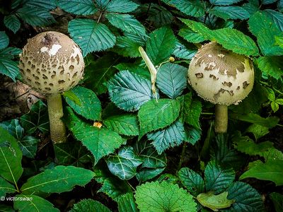 Grote parasolzwam - Macrolepiota procera .JPG