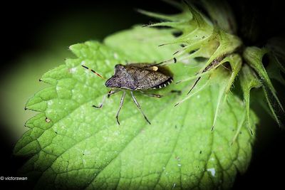 Zuidelijke schildwants - Peribalus strictus.JPG