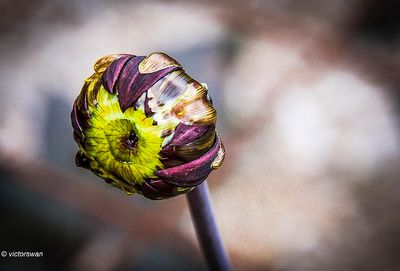 Dahlia-Manoa.JPG