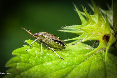 Zuidelijke schildwants - Peribalus strictus.JPG