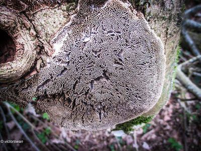 Wijdporiekurkzwam - Datronia mollis.JPG