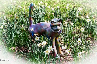 Opdorp 2024 cats.JPG