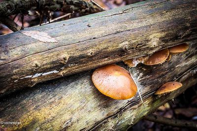 Zalmzwam - Rhodotus palmatus.JPG