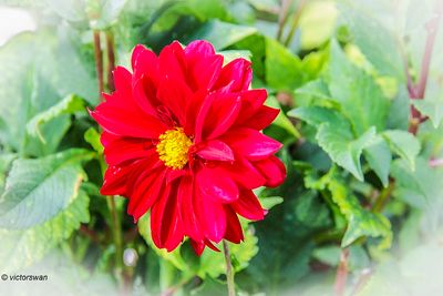 Dahlia-Arabian Night.JPG