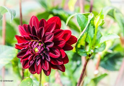 Dahlia-Arabian Night.JPG