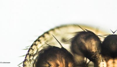 Varroamijt - Varroa destructor.JPG