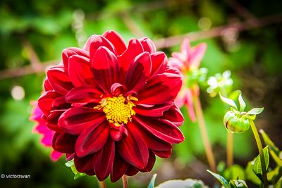Dahlia-Arabian Night.JPG