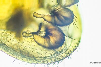 Varroamijt - Varroa destructor.JPG