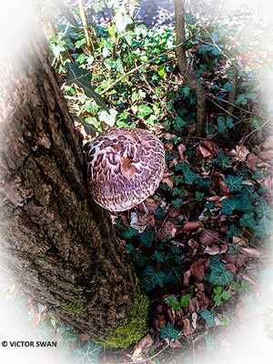 Shiitake - Lentinula edodes.JPG