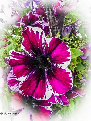 Petunia.JPG