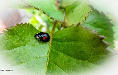 Tweevlekkig Aziatisch lieveheersbeestje - Harmonia axyridis f conspicua .JPG