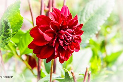 Dahlia-Arabian Night.JPG