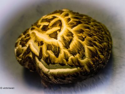 Shiitake - Lentinula edodes.JPG