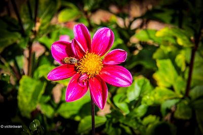 Dahlia-Twinings smarty.JPG