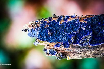 Blauwe korstzwam - Terana caerulea.JPG