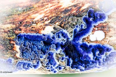 Blauwe korstzwam - Terana caerulea.JPG