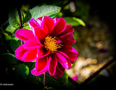 Dahlia-Twinings smarty.JPG