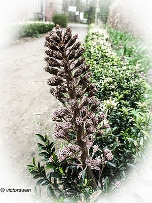 Groot hoefblad - Petasites hybridus.JPG