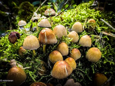 Gewone glimmerinktzwam - Coprinellus micaceus.JPG
