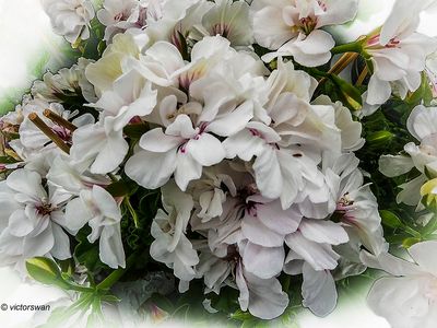 hortensia .JPG