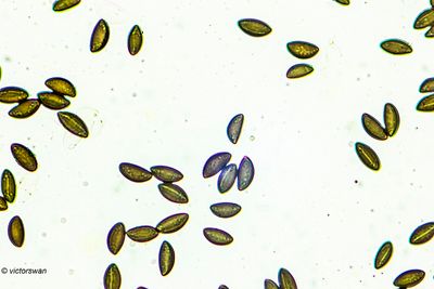 kogelhoutskoolzwam - Daldinia concentrica .JPG