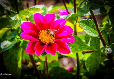 Dahlia-Twinings smarty.JPG