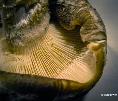 Shiitake - Lentinula edodes.JPG