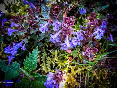 Hondsdraf - Glechoma hederacea.JPG