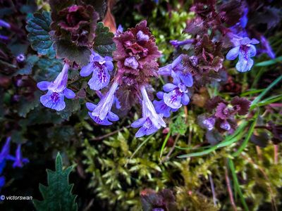 Hondsdraf - Glechoma hederacea.JPG