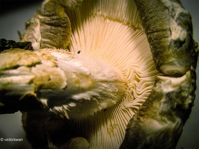 Shiitake - Lentinula edodes.JPG