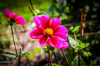 Dahlia-Twinings smarty.JPG