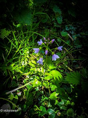 Pinksterbloem - Cardamine pratensis.JPG