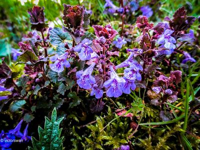 Hondsdraf - Glechoma hederacea.JPG