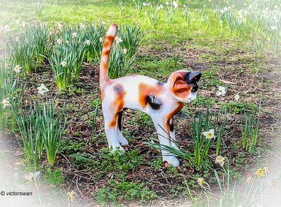 Opdorp 2024 cats.JPG