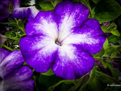 Petunia.JPG