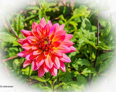 Dahlia-Fire magic .JPG