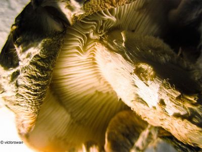 Shiitake - Lentinula edodes.JPG