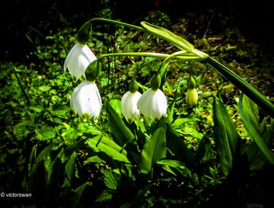Zomerklokje - Leucojum aestivum.jpg