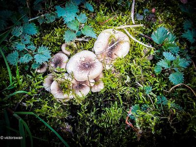 Tijgertaaiplaat - Lentinus tigrinus.JPG
