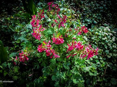Vingerhelmbloem - Corydalis solida.JPG