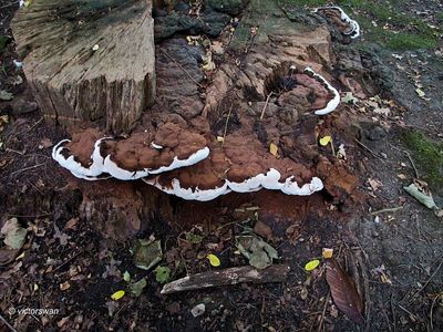 Platte tonderzwam - Ganoderma applanatum.JPG