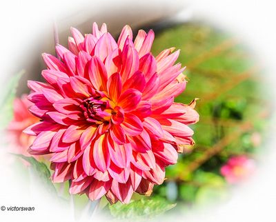 Dahlia-Fire magic .JPG